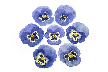 Виола обезвоженная Ночь Ледяная сказка объёмная 15 шт