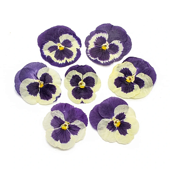 Виола обезвоженная Сиреневый закат объёмная 15 шт