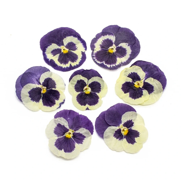 Виола обезвоженная Сиреневый закат объёмная 15 шт