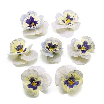 Виола обезвоженная День Ледяная сказка объёмная 15 шт