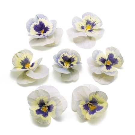 Виола обезвоженная День Ледяная сказка объёмная 15 шт