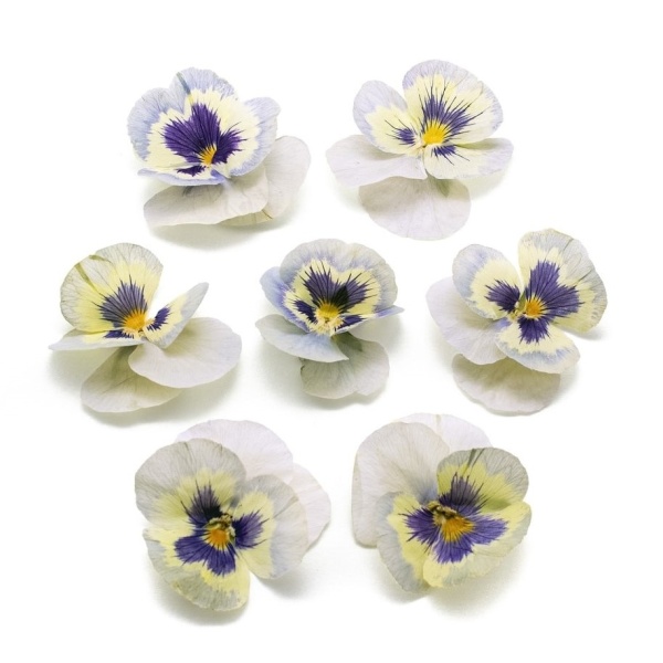 Виола обезвоженная День Ледяная сказка объёмная 15 шт